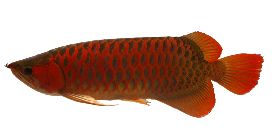 Gold Fish